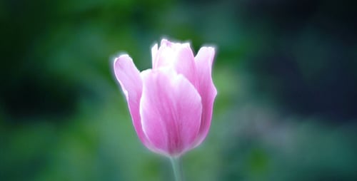 Pink Tulip Blooming Gently in Natural Light