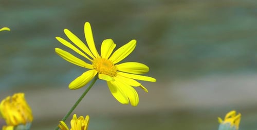 Yellow Flower Blooming in Spring Garden