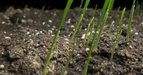 Makro-Zeitraffer für frischen Grasanbau