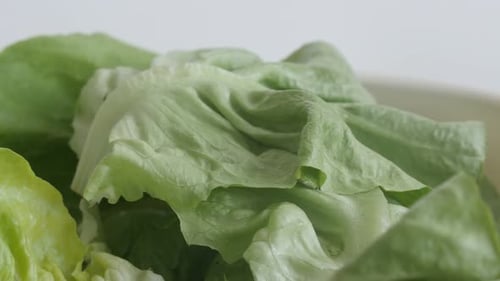 Close Up of Fresh Green Lettuce Leaves