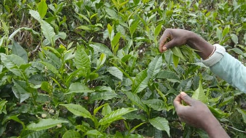Close Up of Female Indian Worker Picking Fresh Leaves From Green Bushes on Farm. Unrecognizable
