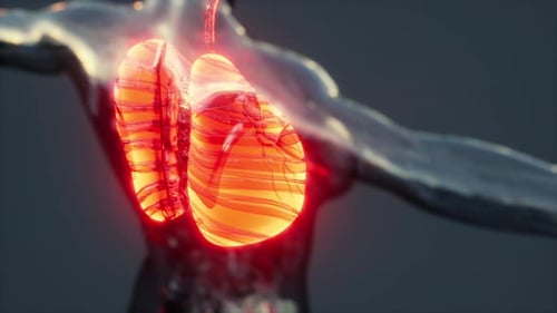 Animated 3D Human Lungs Breathing in Torso