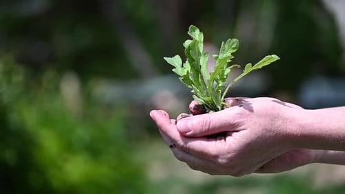 A small green plant in the female's hands. Taking care of mother nature concept