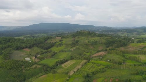 Aerial top view of forest trees and green mountain hill. Nature