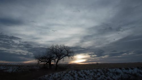 Mysteriöser bewölkter Sonnenaufgang über einsamem Baum