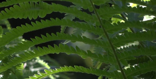 Farn im Wald - 10