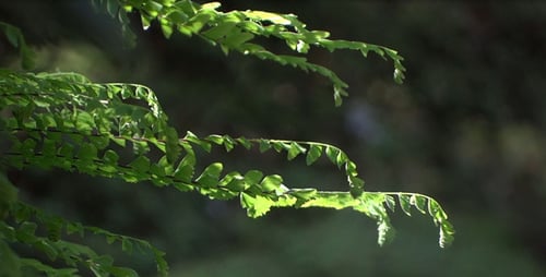 Farn im Wald - 12