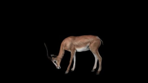Gazelle Ost