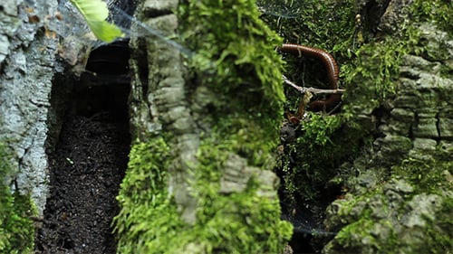 Milpiés en musgo de árbol