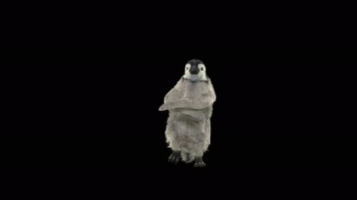 Penguin Dancing 4K