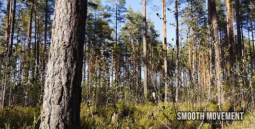 Forest 2