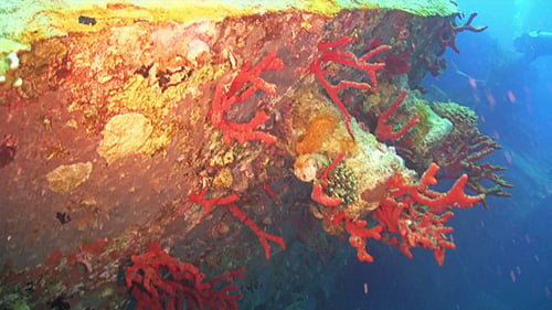 Shipwreck on the Seabed 663