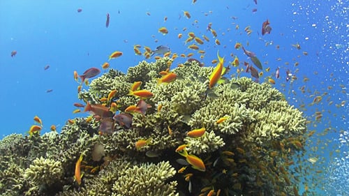 Colorful Fish on Vibrant Coral Reef 670