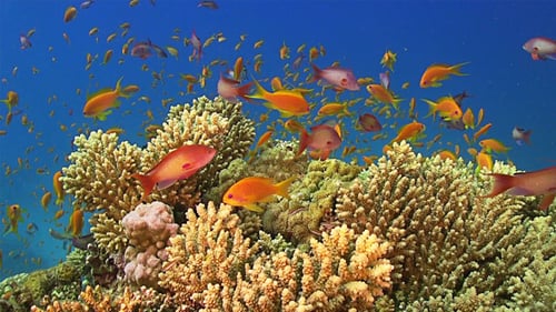 Colorful Fish on Vibrant Coral Reef 672