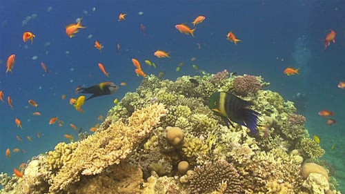 Colorful Fish on Vibrant Coral Reef 674