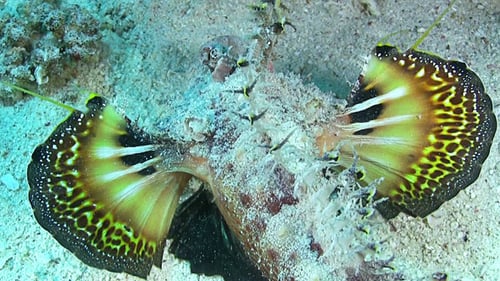 Butterfly Fish on Vibrant Coral Reef 679