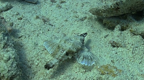 Tropical Fish on Coral Reef 690