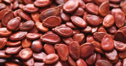 Red melon seed for lunar new year