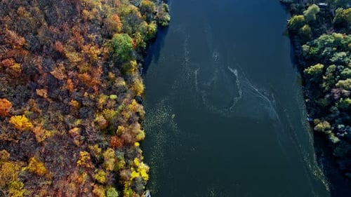 Aerial Top Down View of Forest in the Autumn