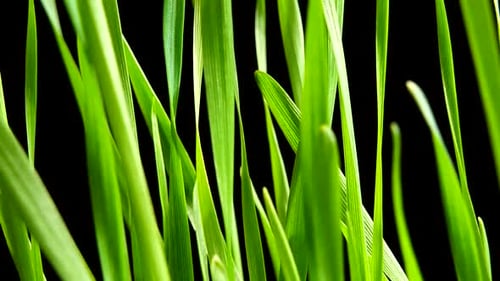 Fresh Green Grass Close-Up on Black Background