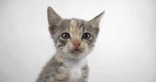 Sweet Kitten Close Up on White Background