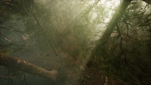 Drone rompendo a neblina para mostrar sequoias e pinheiros