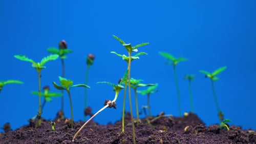 Marijuana Plant Growing