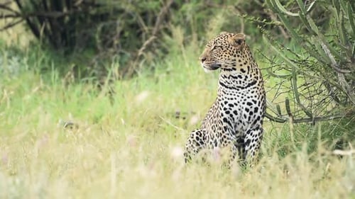 A beautiful leopard resting by the bushes in Kenya, Africa - close up