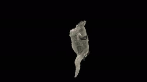 Penguin Dancing 4K