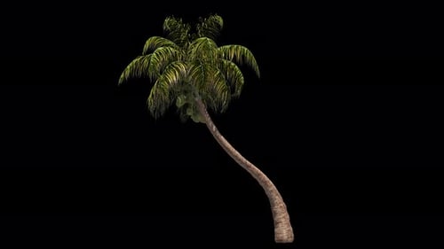 Animated Tropical Palm Tree Swaying