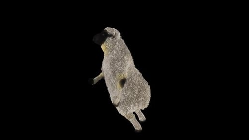 Funny Black-Faced Sheep Dancing 3D Loop Animation
