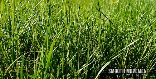 Vibrant Green Grass Swaying Gently in the Wind