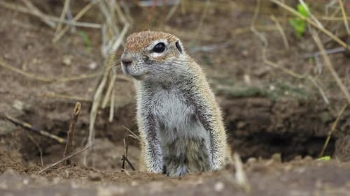 Kap-Erdhörnchen, das die Umgebung im zentralen Kalahari-Wildreservat, Kalahari-Wüste, Botsw beobachtet