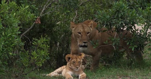 African Lion, panthera leo, Mother and Cub, Masai Mara Park in Kenya, Real Time 4K