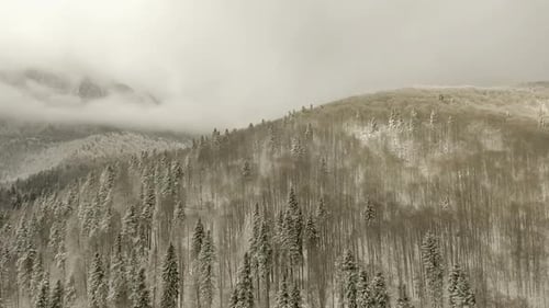 Flight Over Forest In Winter