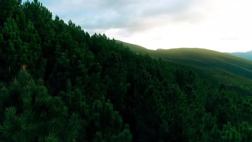 Aerial panoramic landscape with forest view. Green forest and mountains