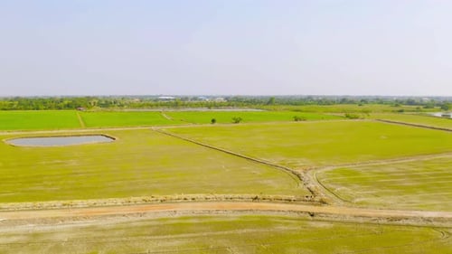 Aerial top view of fresh paddy rice, green agricultural field in countryside or rural area
