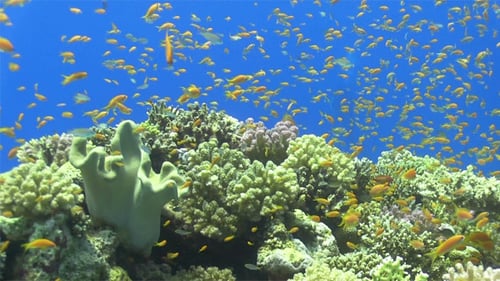 Tropical Fish on Vibrant Coral Reef 692