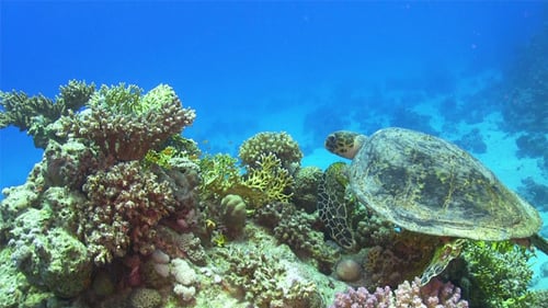 Turtle Swimming Over Coral Reef 694