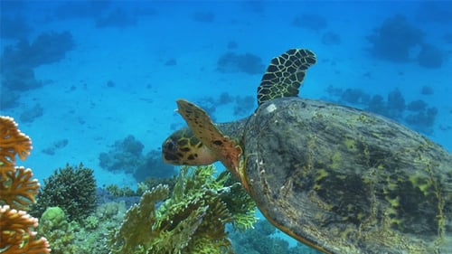 Turtle Swimming Over Coral Reef 695