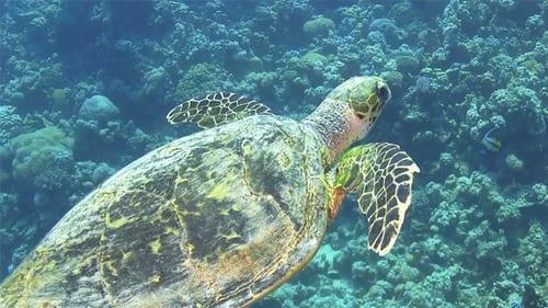 Turtle Swimming Over Coral Reef 696