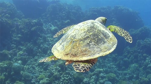 Turtle Swimming Over Coral Reef 697