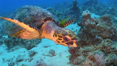 Turtle Swimming Over Coral Reef 699