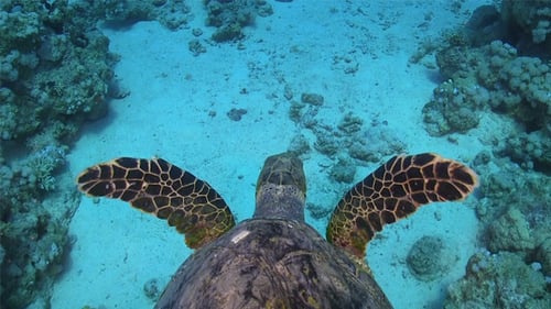 Turtle Swimming Over Coral Reef 700