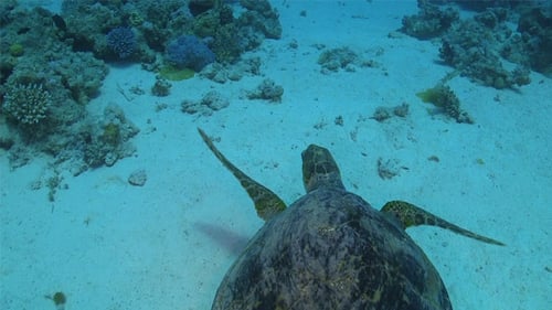 Turtle Swimming Over Coral Reef 698