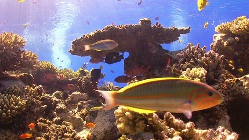 Colorful Fish on Vibrant Coral Reef 702