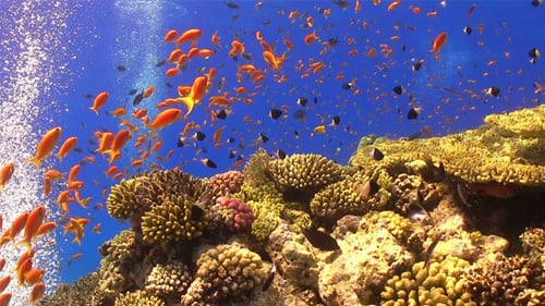 Tropical Fish on Vibrant Coral Reef 703
