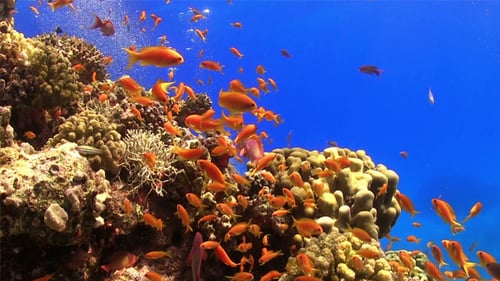 Colorful Fish on Vibrant Coral Reef 710