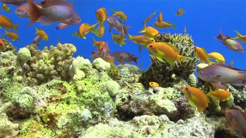 Colorful Fish on Vibrant Coral Reef 713