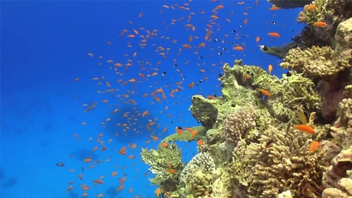 Tropical Fish on Vibrant Coral Reef 719